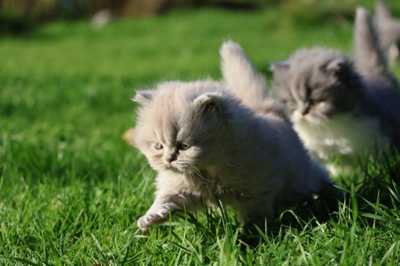 A .. Rubiscube Mâle British Longhair A .. Rubiscube Mâle British Longhair