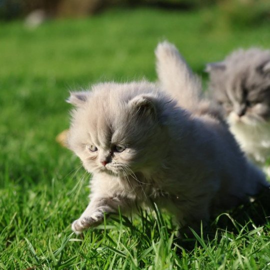 A .. Rubiscube Mâle British Longhair