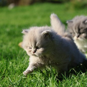 chaton British Longhair lilac Chatterie Du Vent d'Ouest chaton British Longhair lilac Chatterie Du Vent d'Ouest