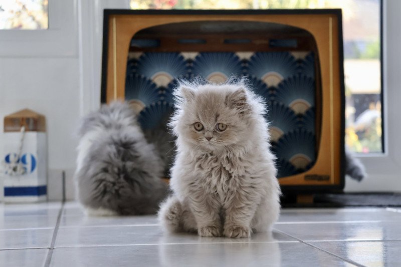 A .. Rubiscube Mâle British Longhair