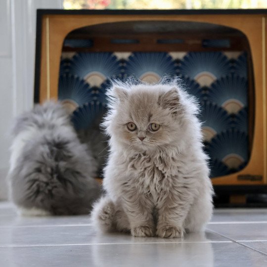 A .. Rubiscube Mâle British Longhair