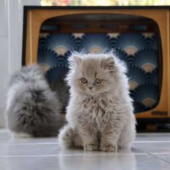 chaton British Longhair lilac A .. Rubiscube Chatterie Du Vent d'Ouest