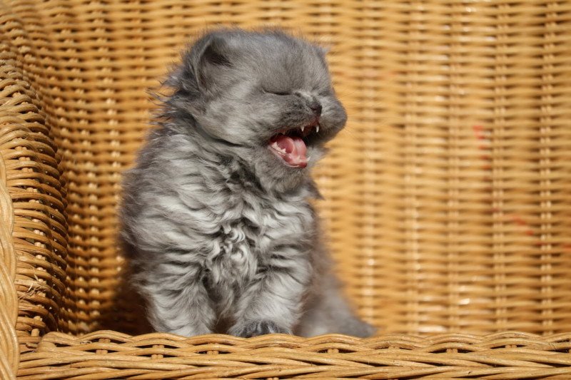 A.. Yvan Mâle British Longhair