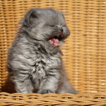 chaton British Longhair blue Chatterie Du Vent d'Ouest