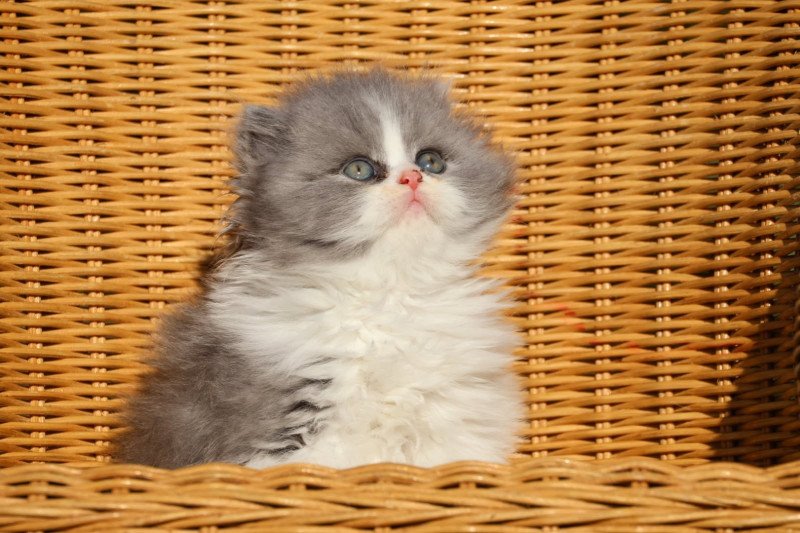 A .. Jean-Pierre Mâle British Longhair A .. Jean-Pierre Mâle British Longhair