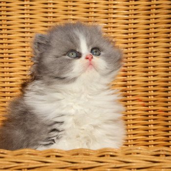 chaton British Longhair blue bicolor Chatterie Du Vent d'Ouest chaton British Longhair blue bicolor Chatterie Du Vent d'Ouest