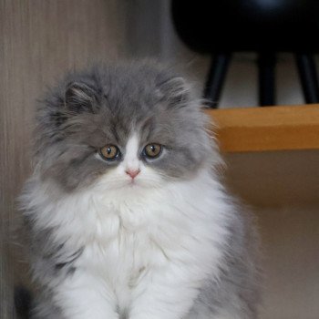 chaton British Longhair blue bicolor A .. Jean-Pierre Chatterie Du Vent d'Ouest