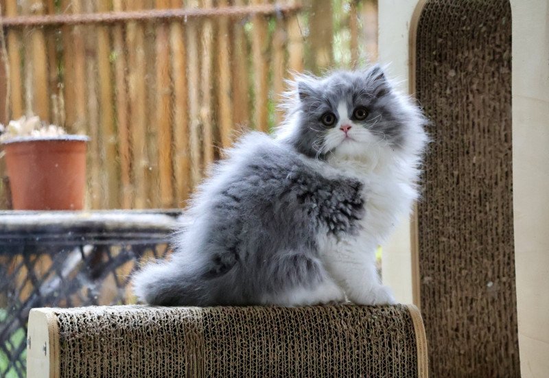 A .. Jean-Pierre Mâle British Longhair