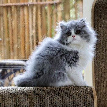 chaton British Longhair blue bicolor A .. Jean-Pierre Chatterie Du Vent d'Ouest