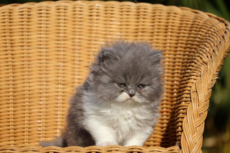 A .. Yuna Femelle British Longhair A .. Yuna Femelle British Longhair