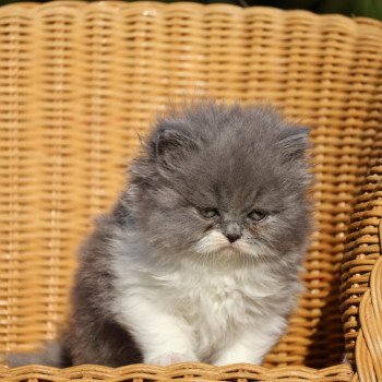 chaton British Longhair blue bicolor A .. Yuna Chatterie Du Vent d'Ouest chaton British Longhair blue bicolor A .. Yuna Chatterie Du Vent d'Ouest