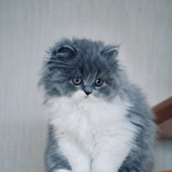 chaton British Longhair blue bicolor A .. Yuna Chatterie Du Vent d'Ouest