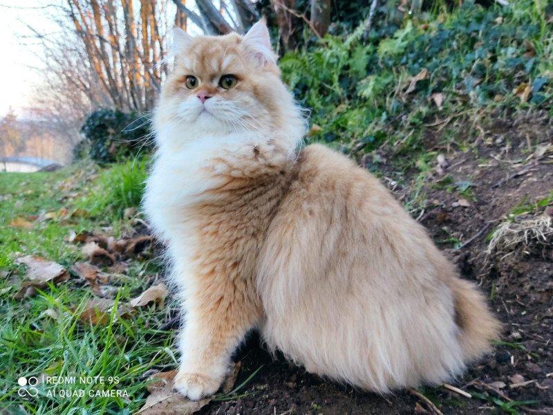 Hillsburry’s Tenshi Mâle British Longhair