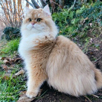 chat British Longhair Tenshi Chatterie Du Vent d'Ouest