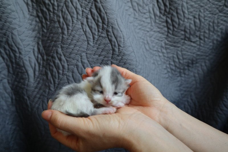 Vanille Femelle British Longhair