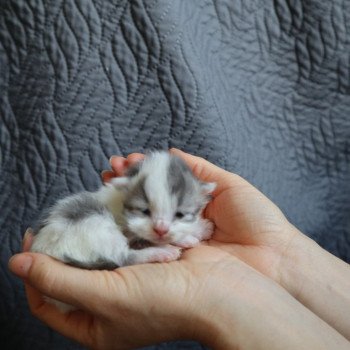 chaton British Longhair blue & blanc arlequin Vanille Chatterie Du Vent d'Ouest