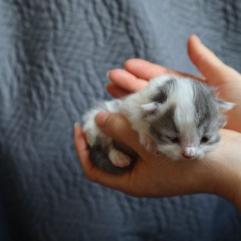 chaton British Longhair blue & blanc arlequin Vanille Chatterie Du Vent d'Ouest