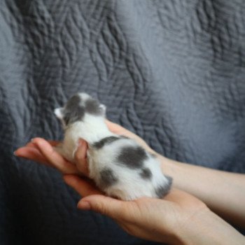 chaton British Longhair blue & blanc arlequin Vanille Chatterie Du Vent d'Ouest