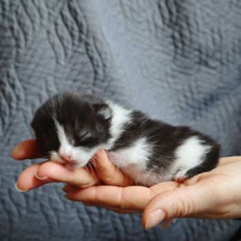 chaton British Longhair brown mackerel tabby Wolverine Chatterie Du Vent d'Ouest