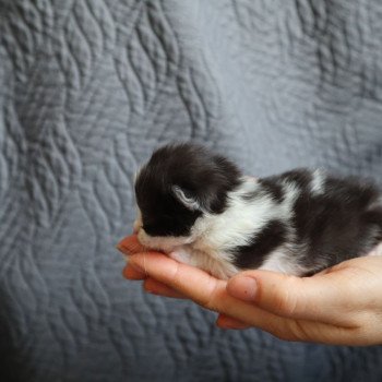 chaton British Longhair black bicolor Wolverine Chatterie Du Vent d'Ouest