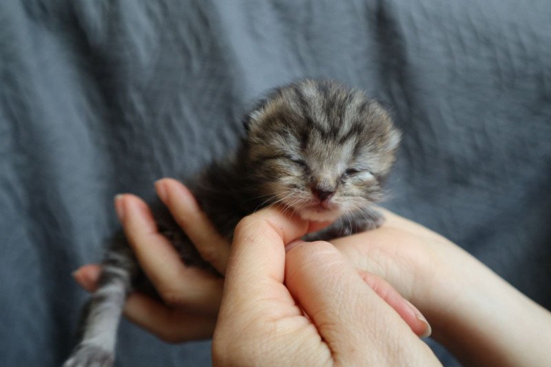 Yumi Femelle British Longhair