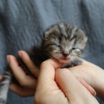 chaton British Longhair black bicolor Yumi Chatterie Du Vent d'Ouest