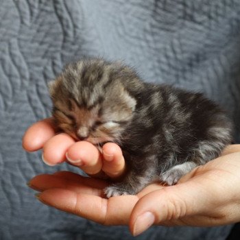 chaton British Longhair brown mackerel tabby bicolor Yumi Chatterie Du Vent d'Ouest