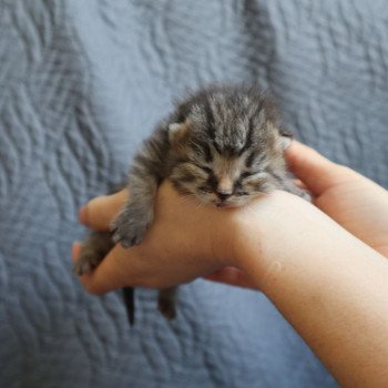 chaton British Longhair brown mackerel tabby bicolor Yumi Chatterie Du Vent d'Ouest