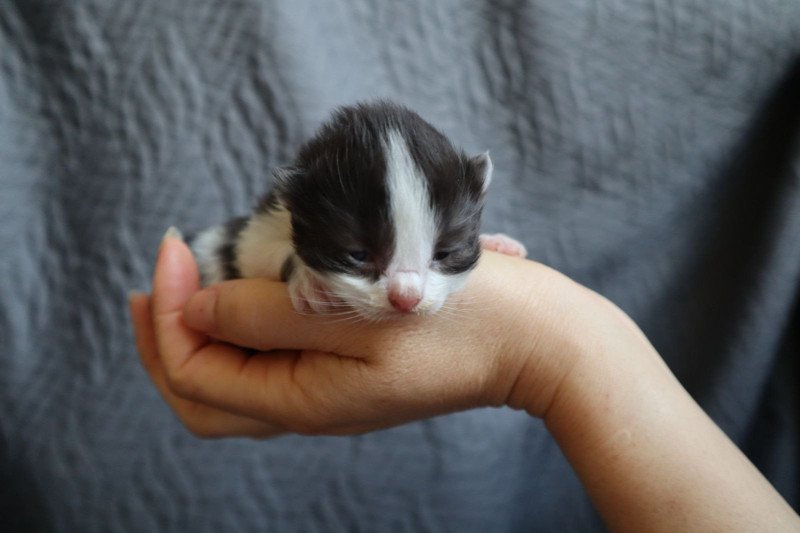 Zadig Femelle British Longhair