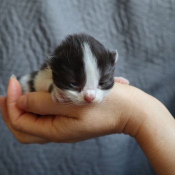 chaton British Longhair Zadig Chatterie Du Vent d'Ouest