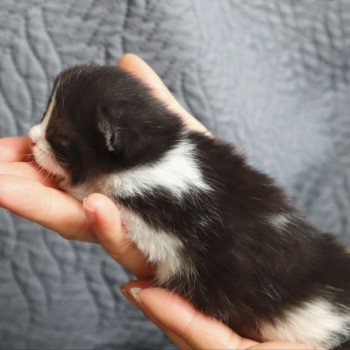 chaton British Longhair Zadig Chatterie Du Vent d'Ouest