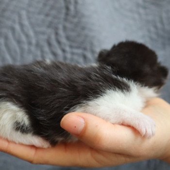 chaton British Longhair Zadig Chatterie Du Vent d'Ouest