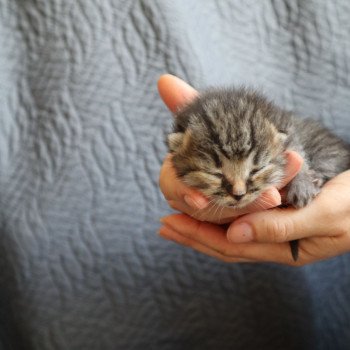 chaton British Longhair brown tortie mackerel tabby Zelda Chatterie Du Vent d'Ouest