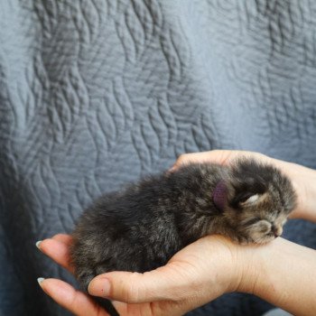 chaton British Longhair brown tortie mackerel tabby Zelda Chatterie Du Vent d'Ouest