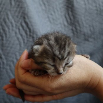 chaton British Longhair brown tortie mackerel tabby Zelda Chatterie Du Vent d'Ouest