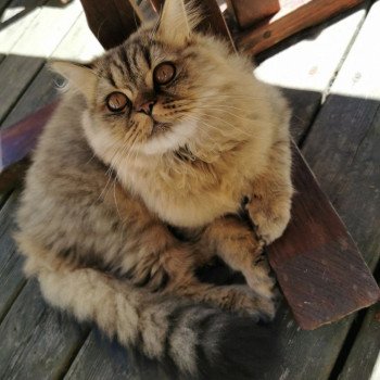 chaton British Longhair brown tortie mackerel tabby Zelda Chatterie Du Vent d'Ouest