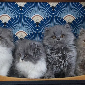 Portée Queen Perla ❤ Top Gun Du Vent D'Ouest 2025